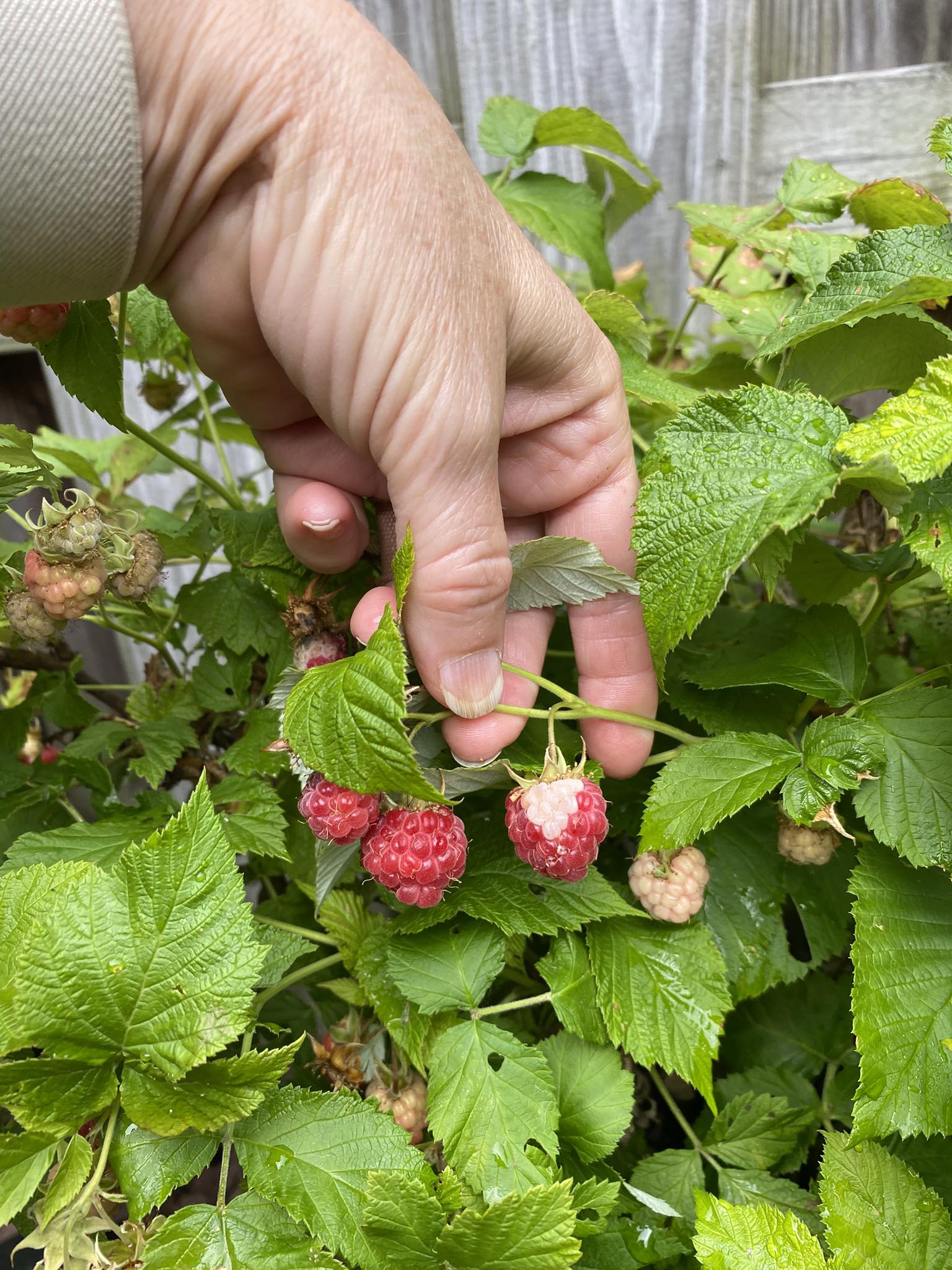 Zone 6b Garden | My raspberries have these white sections that don’t ...