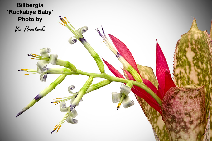 Billbergia 'Ralph Graham French'