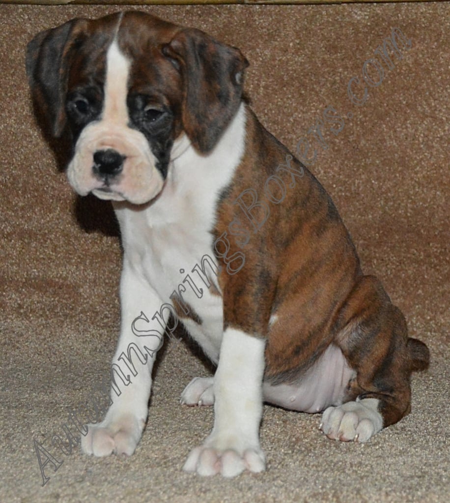 Autumn Springs Boxers