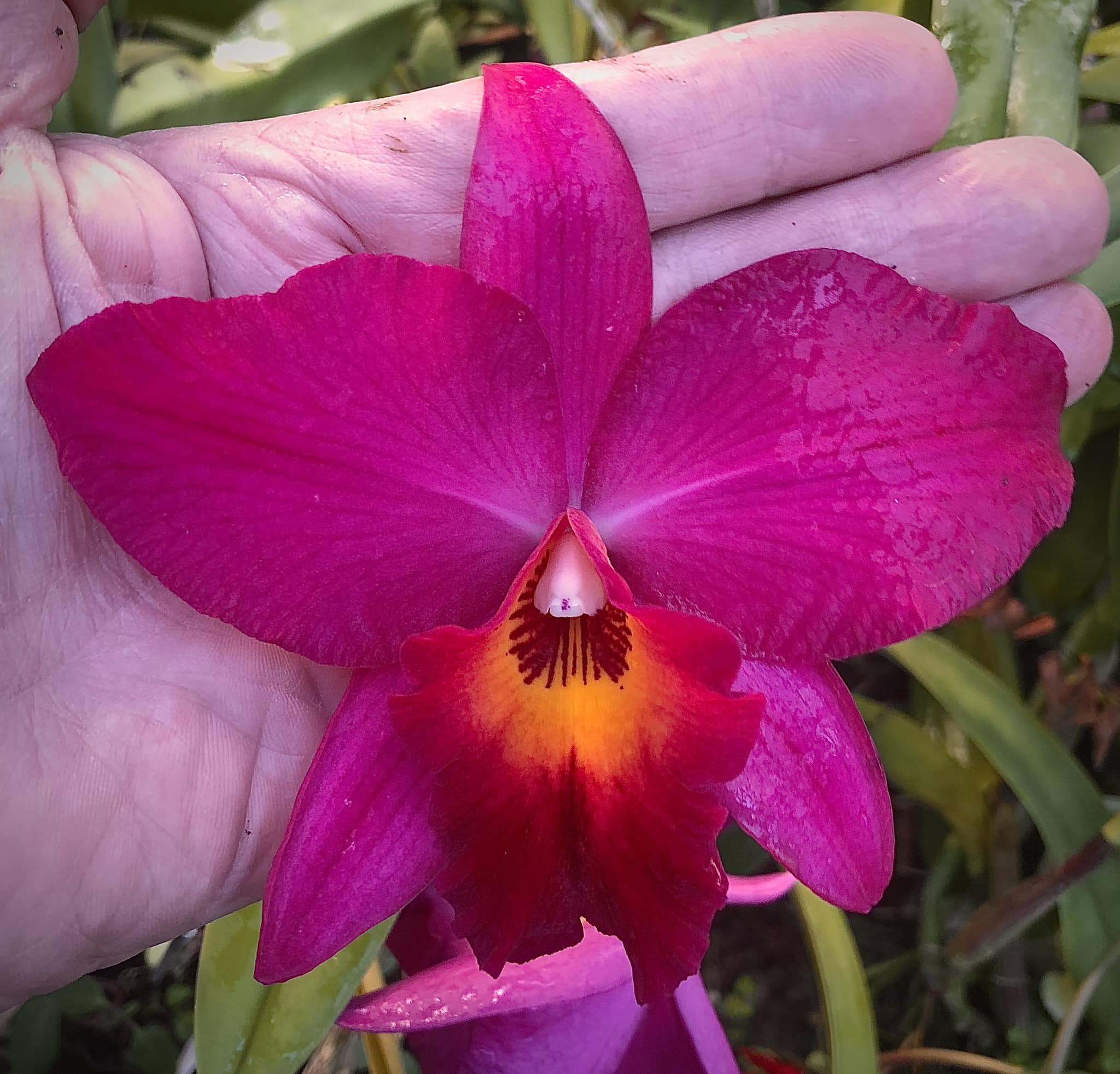Laelia anceps veitchiana 'Fort Caroline' HCC/AOS