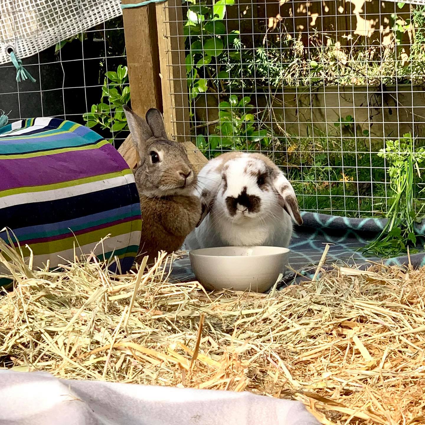 💕 we have found our furever... - Christchurch Rabbit Rescue