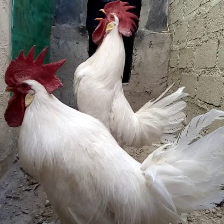 El Leghorn es una raza de pollo... - Aves Ornamentales | Facebook