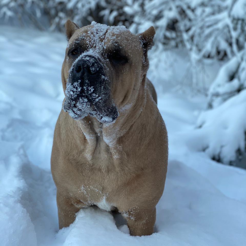 Agostini Cane Corso Home Facebook