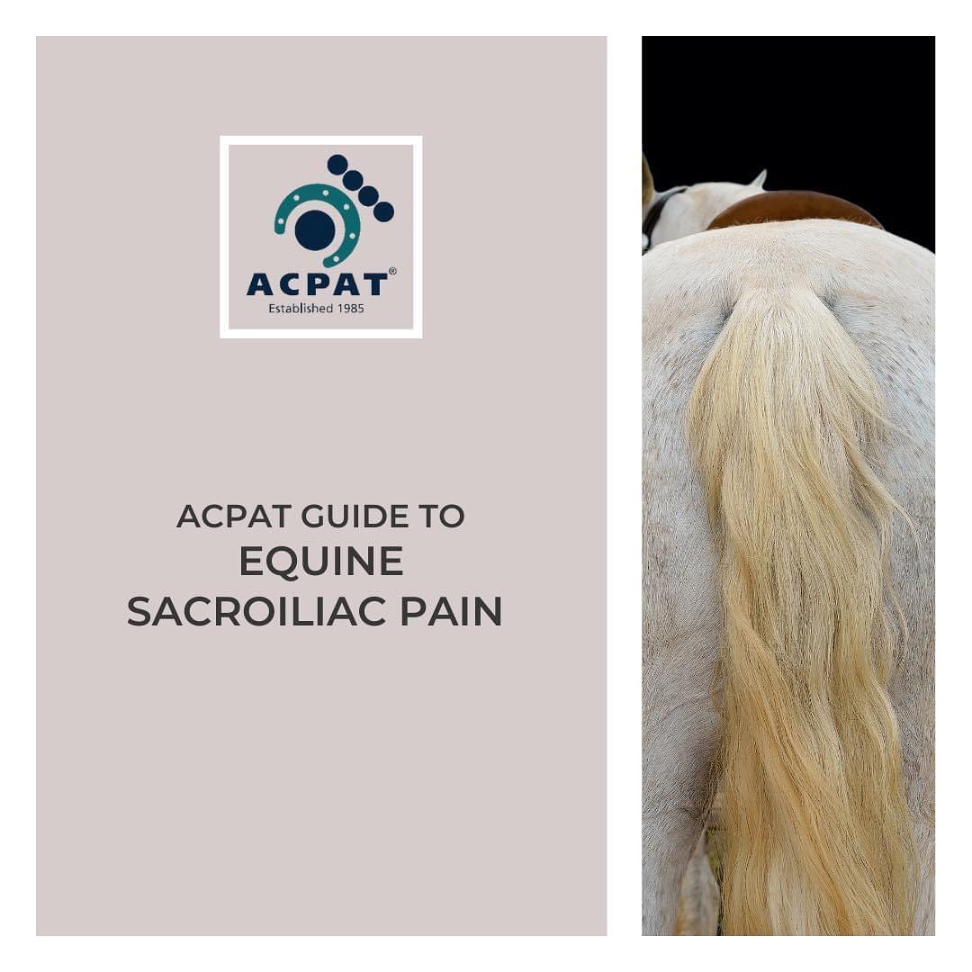 Anna Pearce Animal Physiotherapy | Adelaide SA