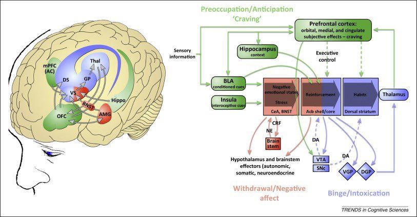 Anthony - Self control comes from activity in anterior cingulate (ACC ...