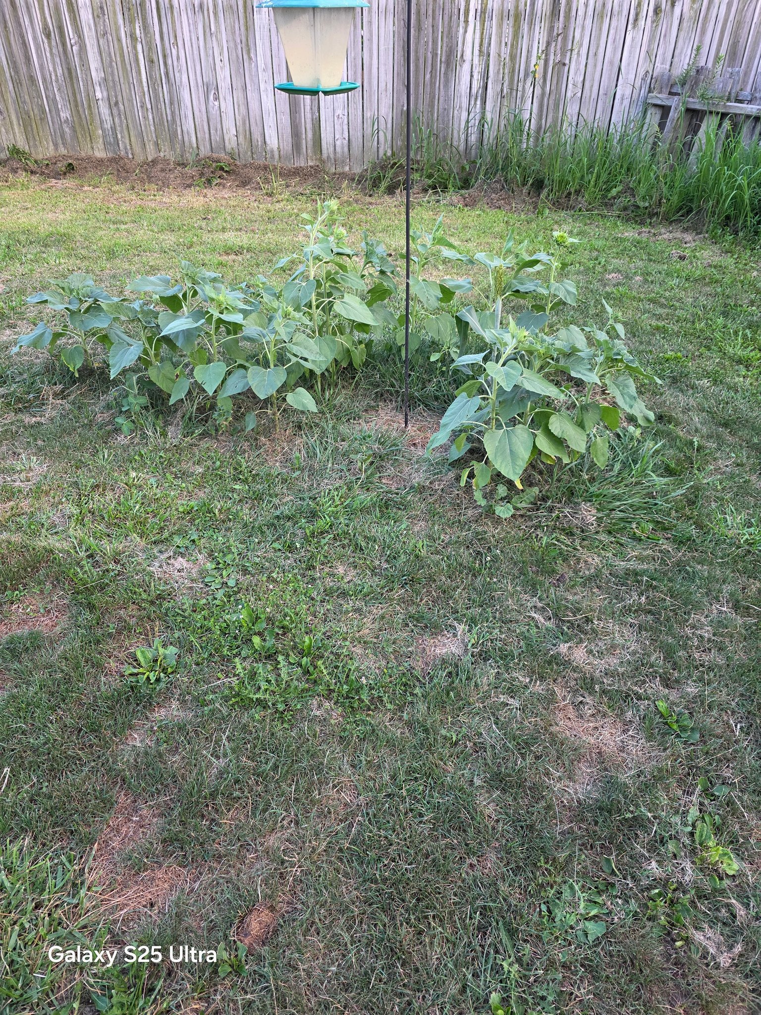 Do Turkeys Eat Garden Plants: Protect Your Greens