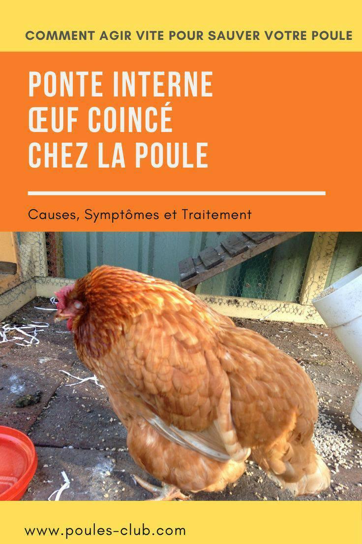 Oeuf Coince Dans Le Cloaque Poule