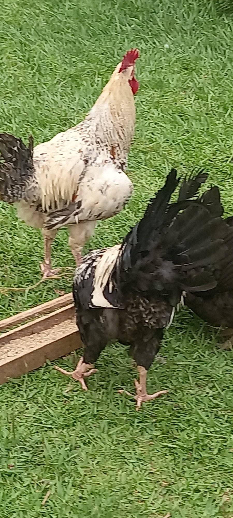 Chicken home ug