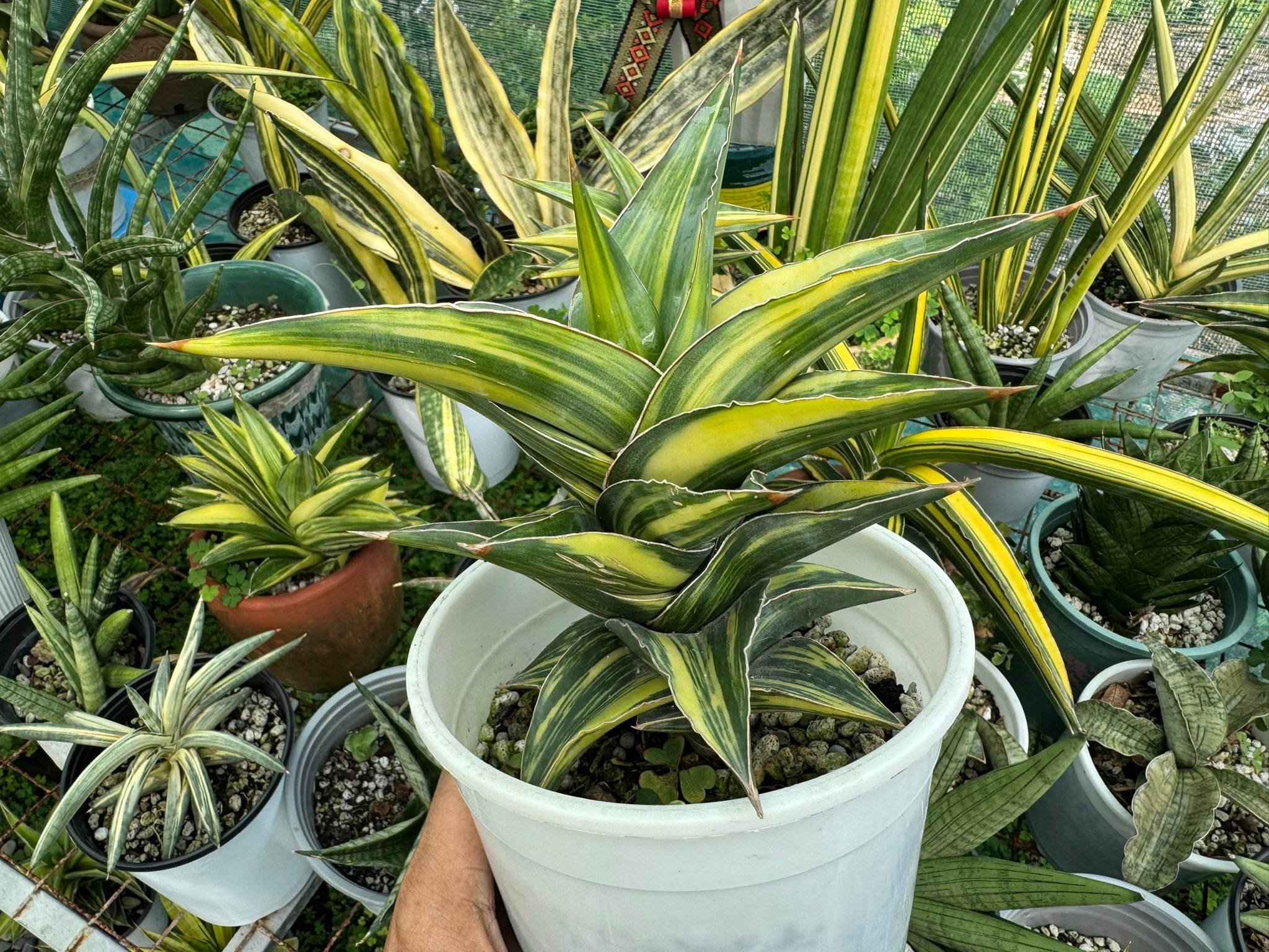 Pingren Variegated Sansevieria サンスベリア