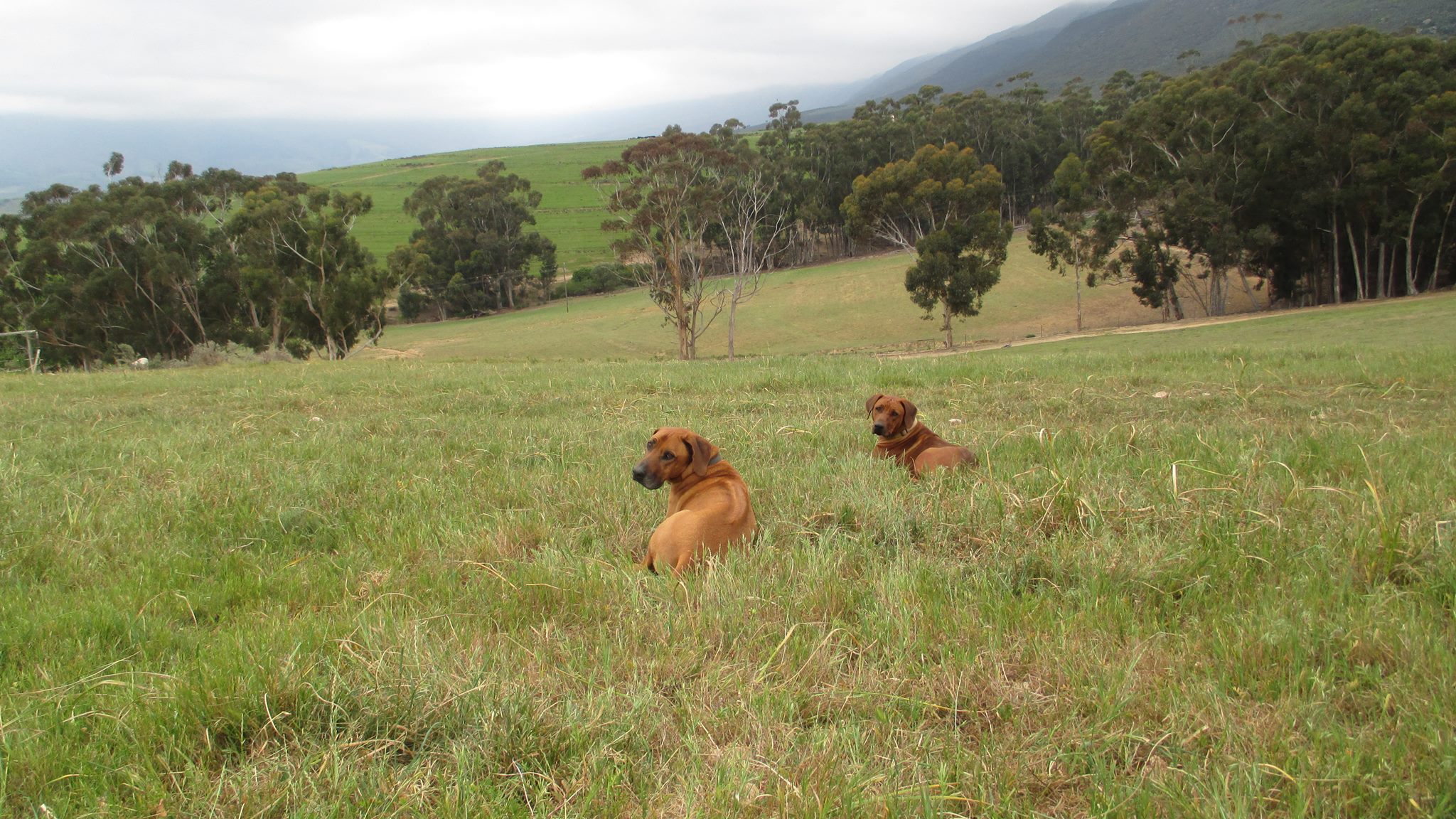 Rhodesian Ridgebacks... - Rhodesian Ridgebacks von Kienaden