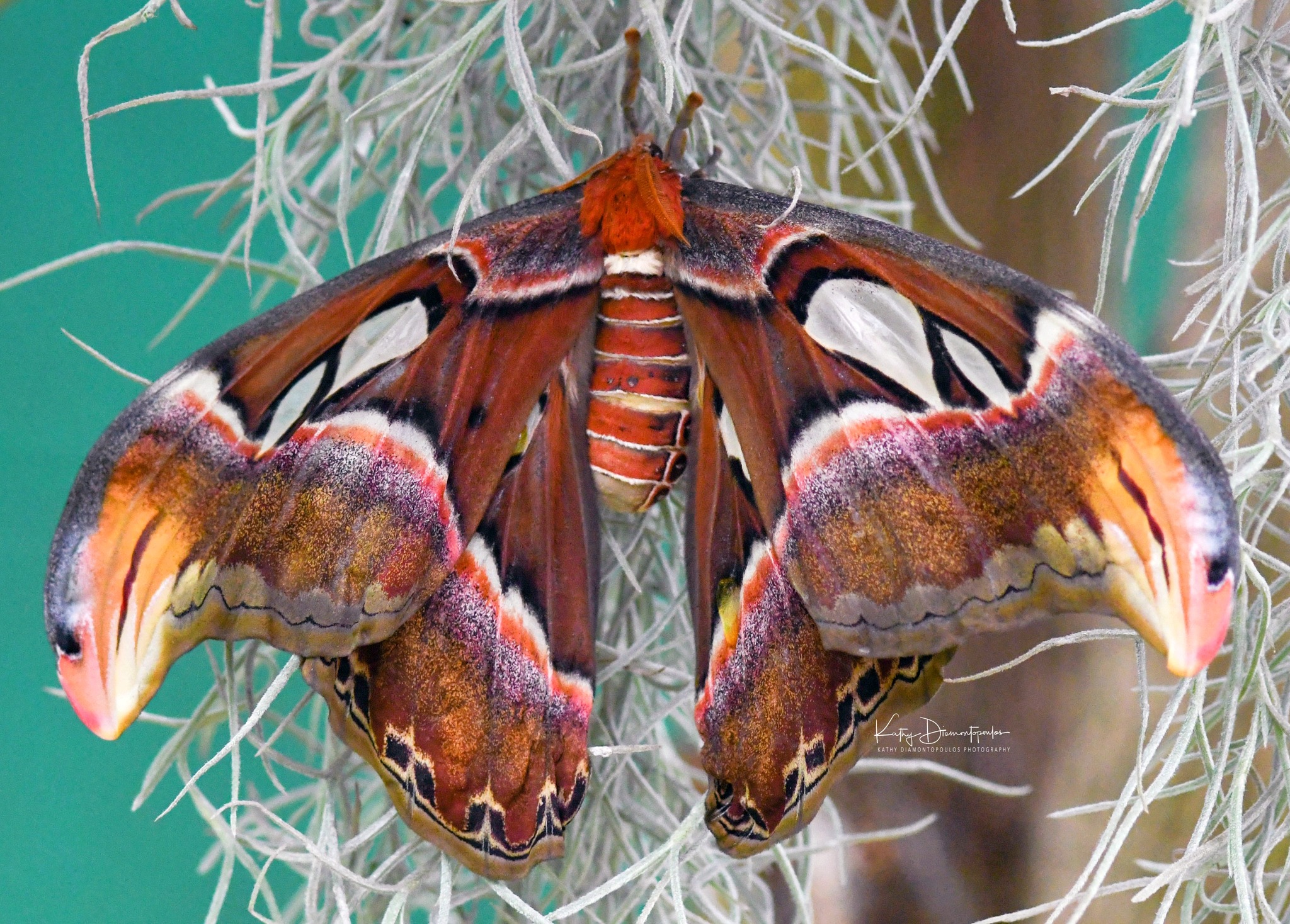 Spotting an atlas moth at the butterfly place