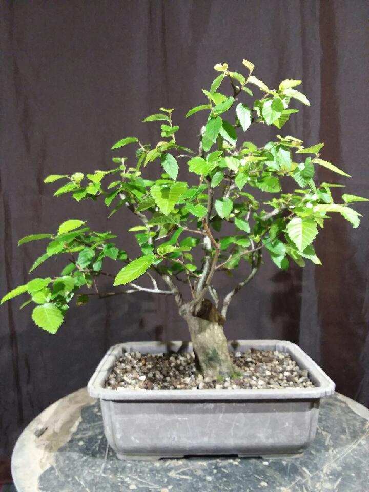 For Sale: QD-1920-AHB –... - Quattlebaum Bonsai Nursery | Facebook