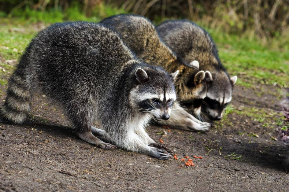 Wildlife Patrol LLC | Wisconsin Rapids WI