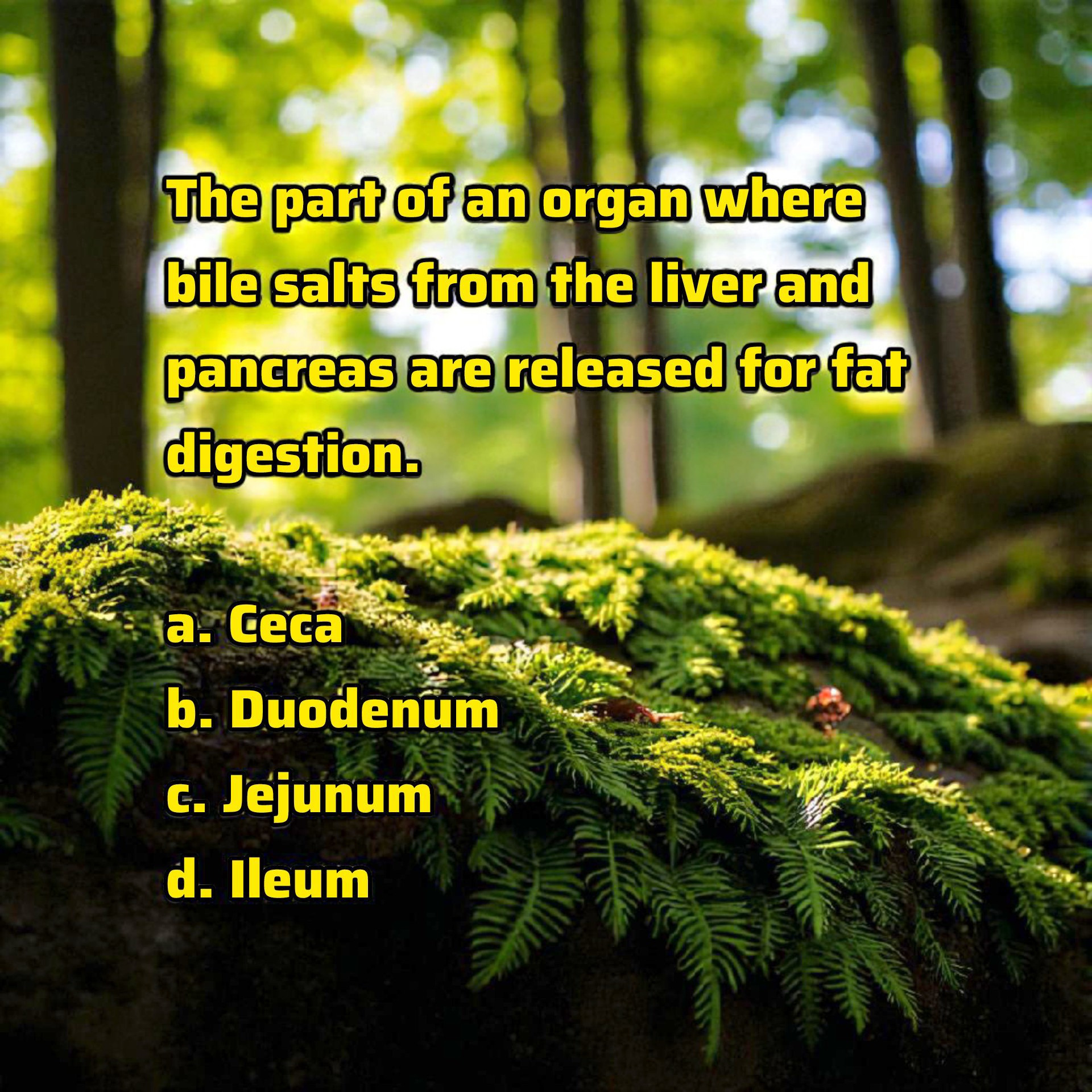 Waren - Rationale: a. Ceca (Cecum) The cecum is the first part of the ...