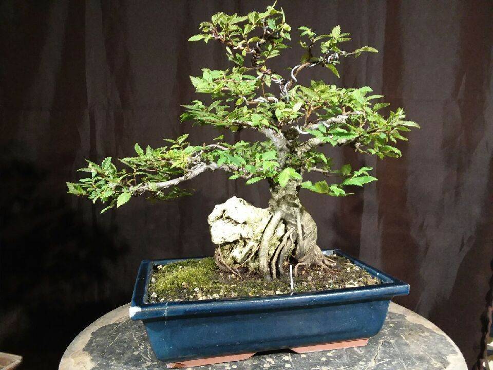For Sale: QD-1903-AEOR–... - Quattlebaum Bonsai Nursery