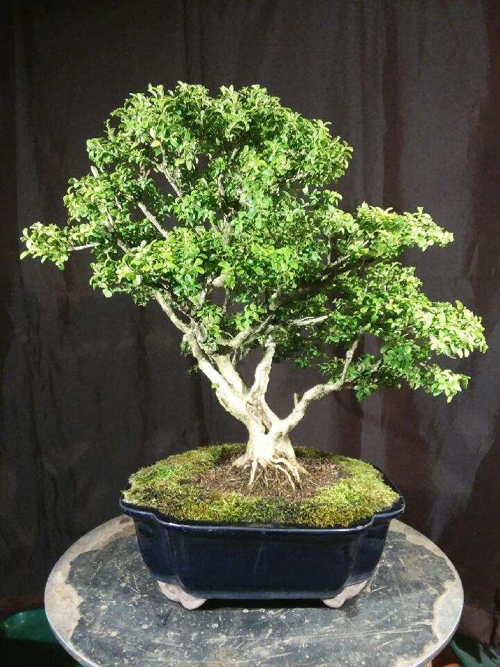 For Sale: QE-1862-KBW –... - Quattlebaum Bonsai Nursery