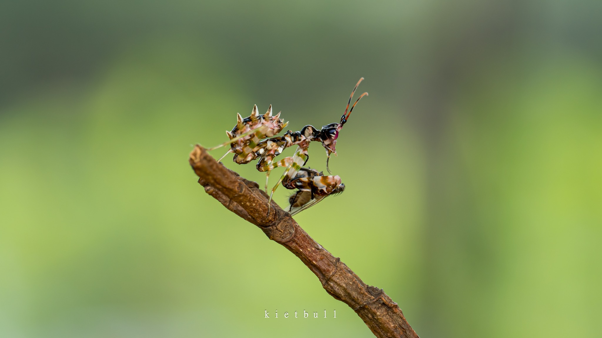 Thế Giới Côn Trùng - The World Of Insects | Thế giới côn trùng sáng nay ...