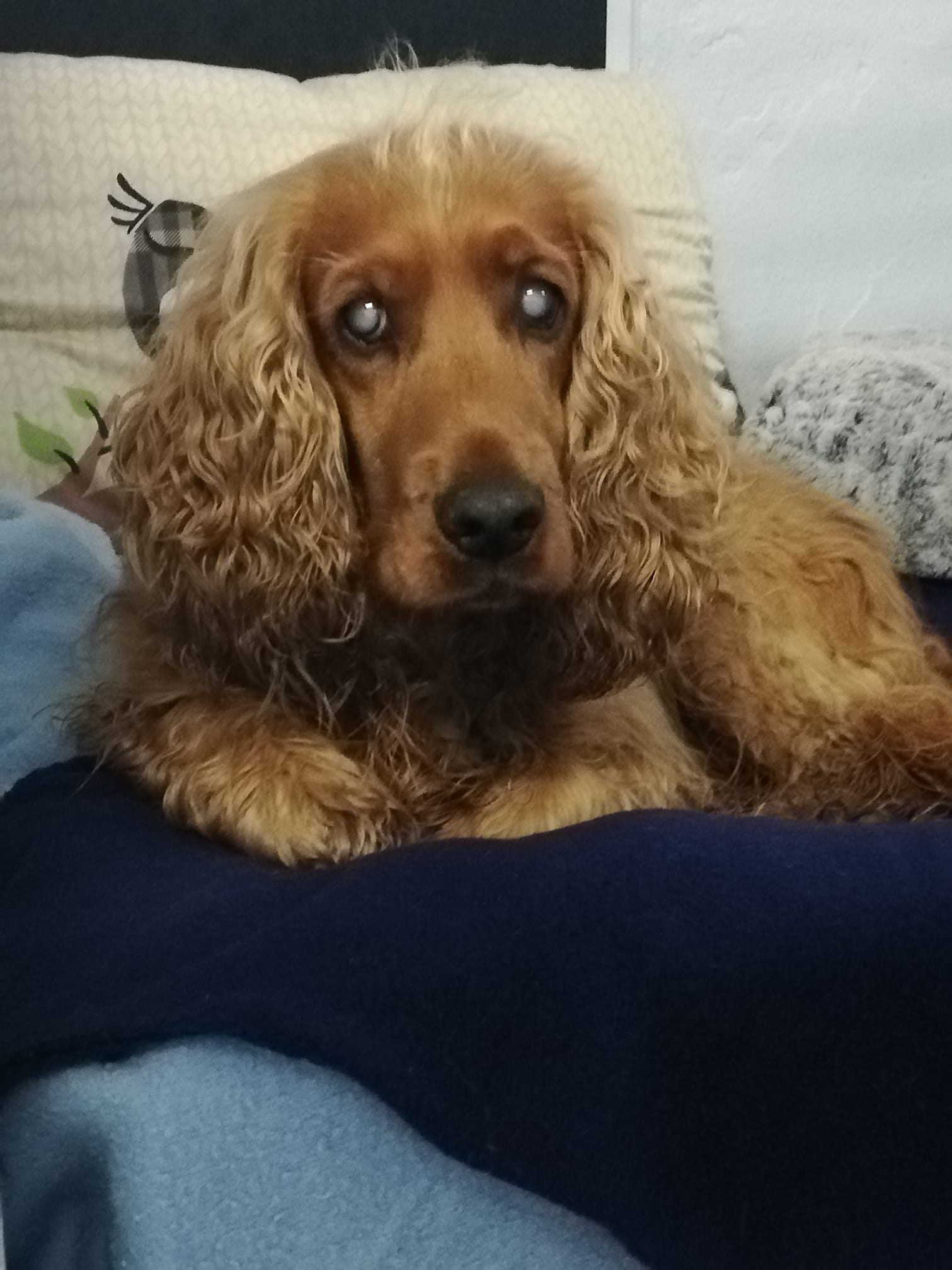 Teddy Wunscht Euch Einen Schonen Abend Tierheim Herne Wanne
