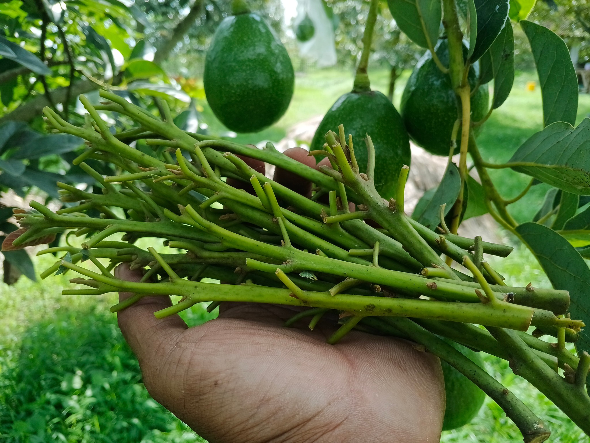 Rofik Aromatic Durian