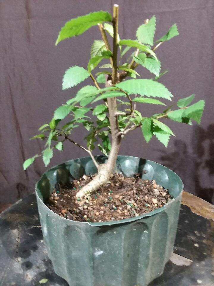 For Sale: QD-1924-AE –... - Quattlebaum Bonsai Nursery