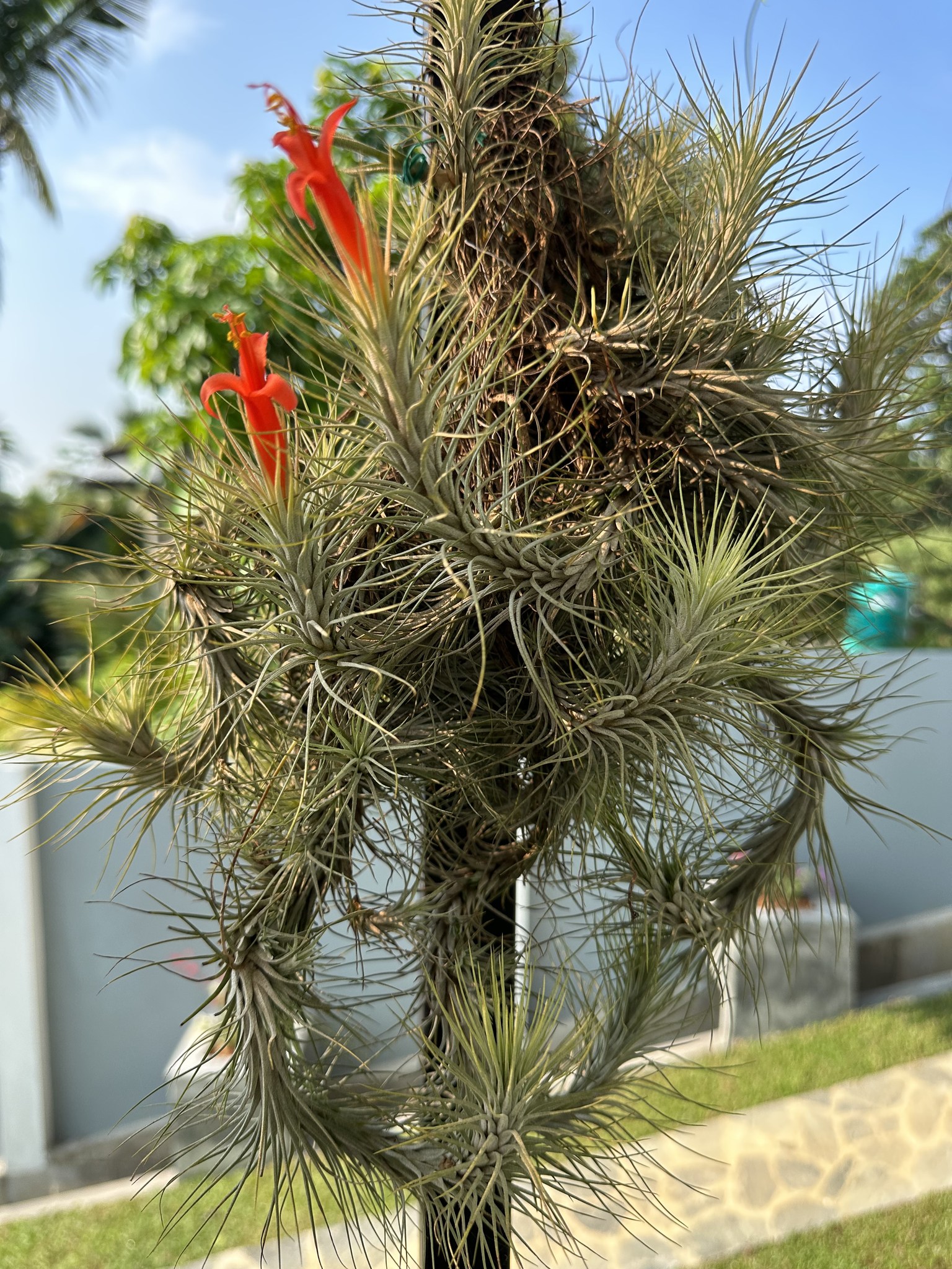 Discovering Tillandsia Domingo's Funckiana air plant