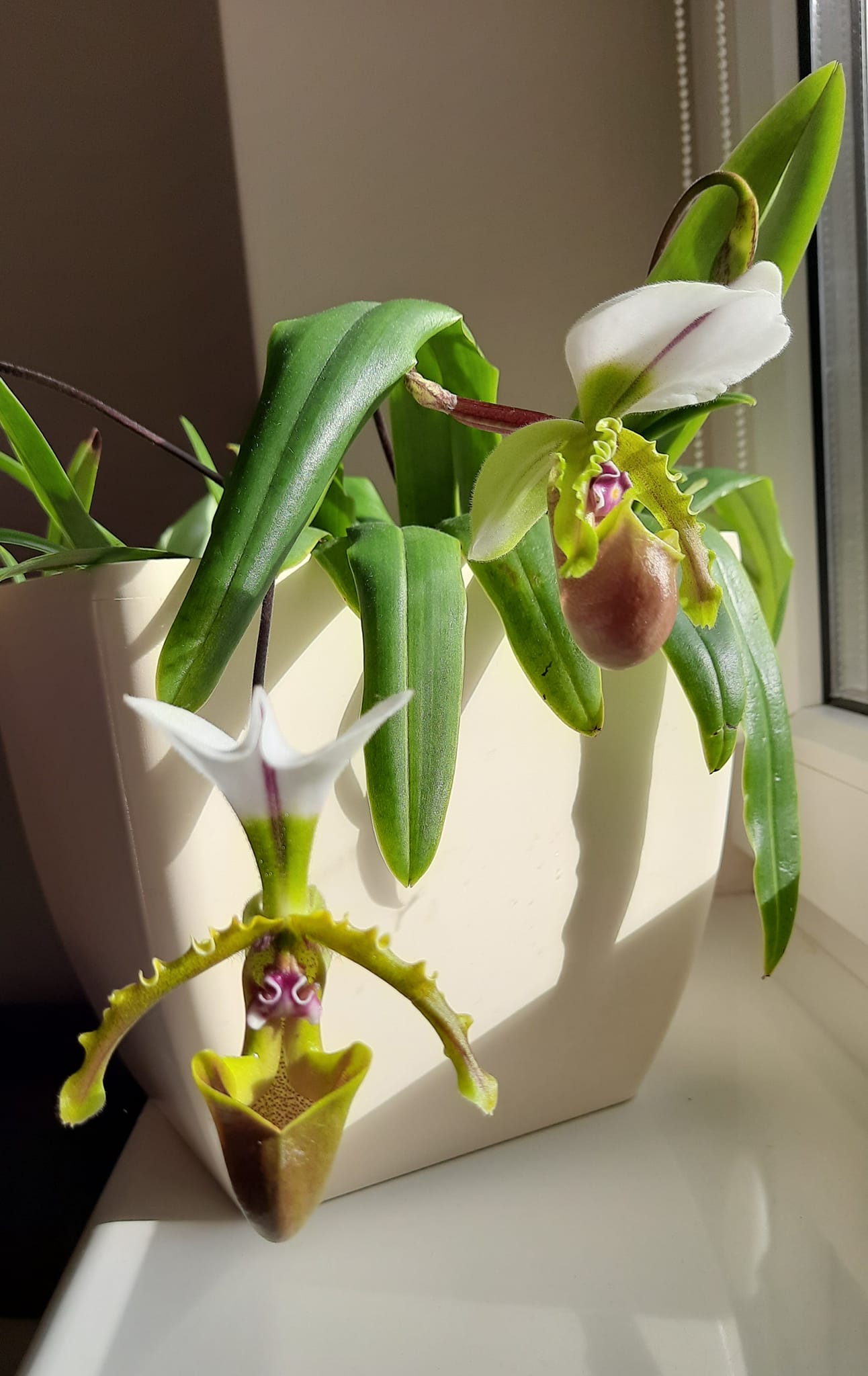 SpeShow 🙏 Platycerium Faline #3 Hybrid from P.Bambi x P