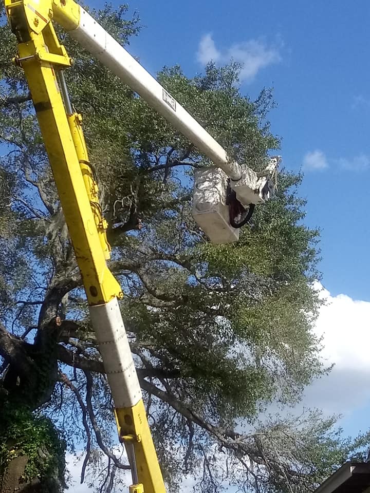 USA Lawn And Tree Service | Plant City FL