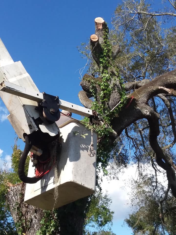 USA Lawn And Tree Service | Plant City FL