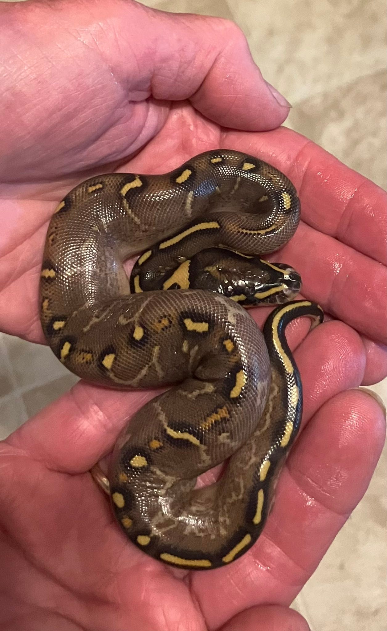 What morph is this calico spider pastel Mohave gravel?