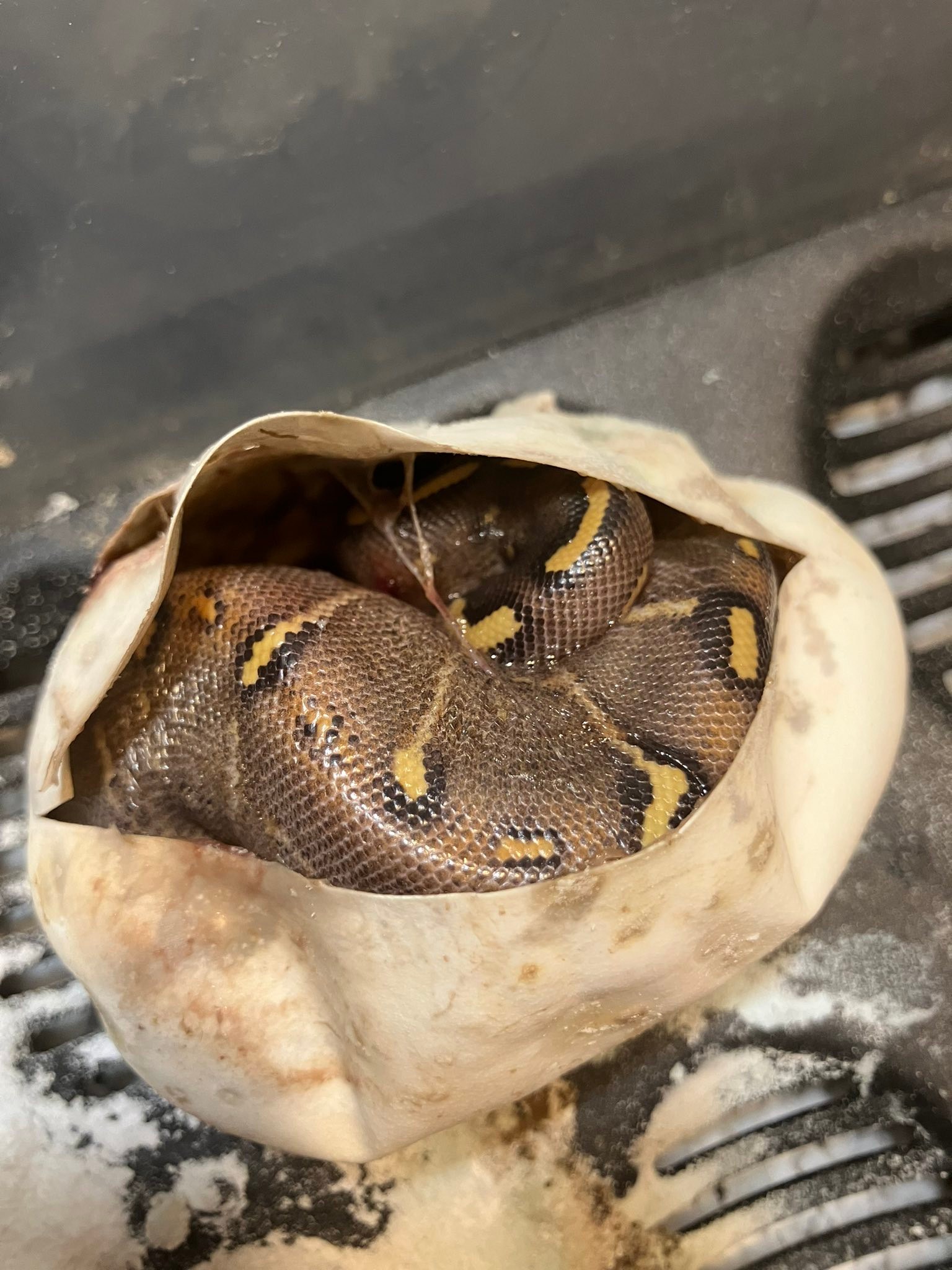 What morph is this calico spider pastel Mohave gravel?