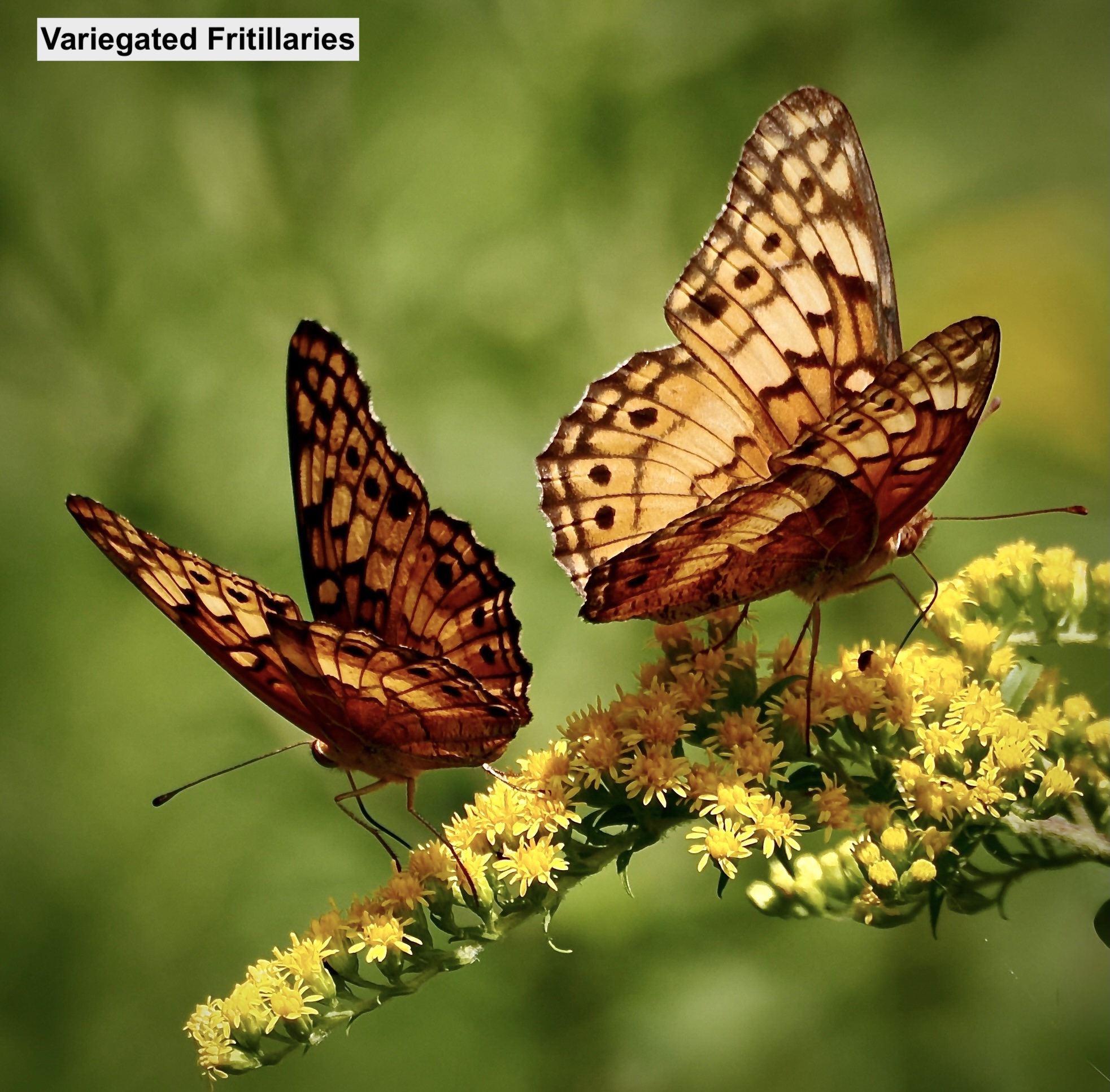 Celebrating Senior Shutterbugs | Pollinators of the Day: Eight ...
