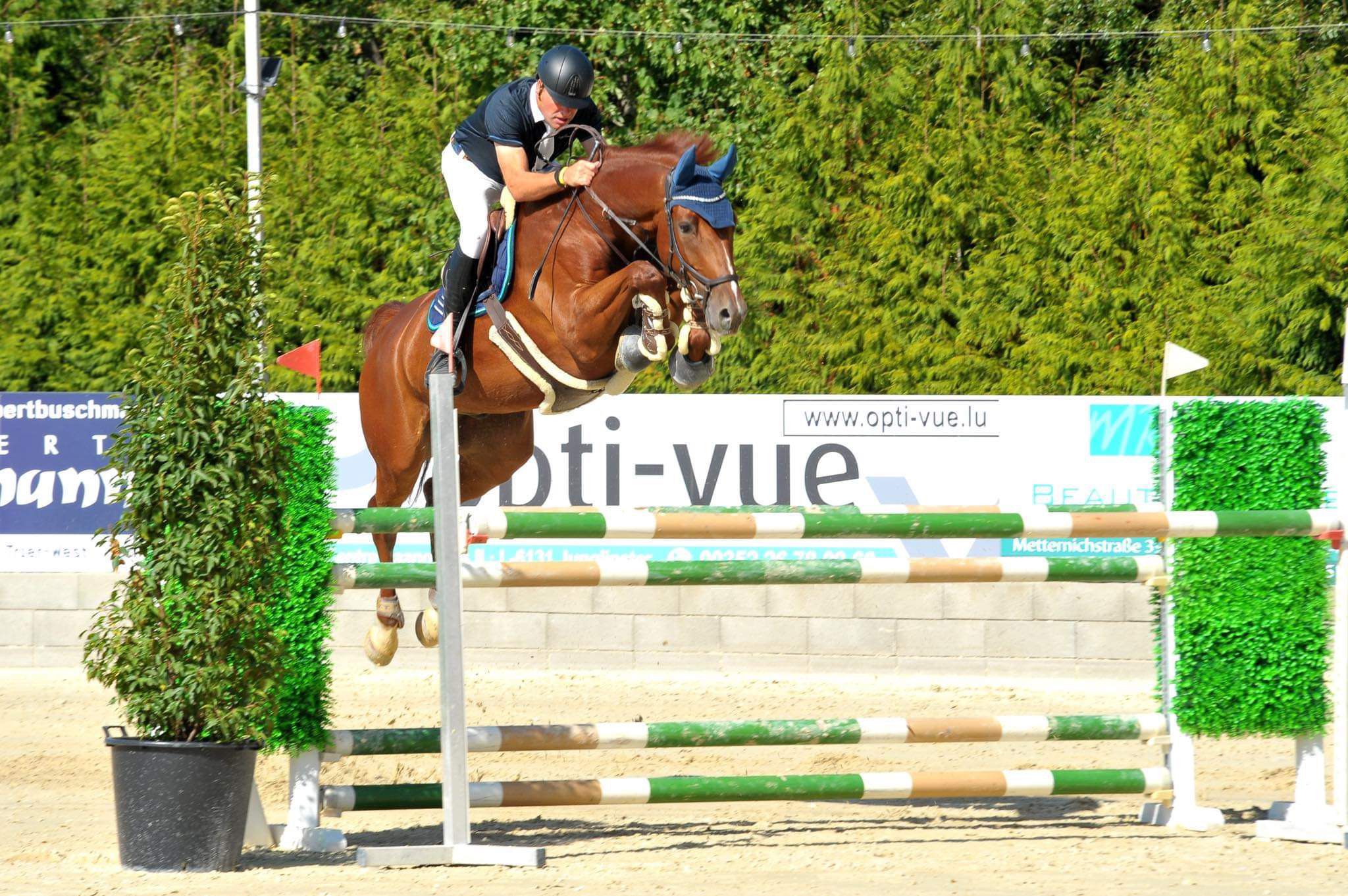 16.3h BWP gelding for sale with 1.40m show experience