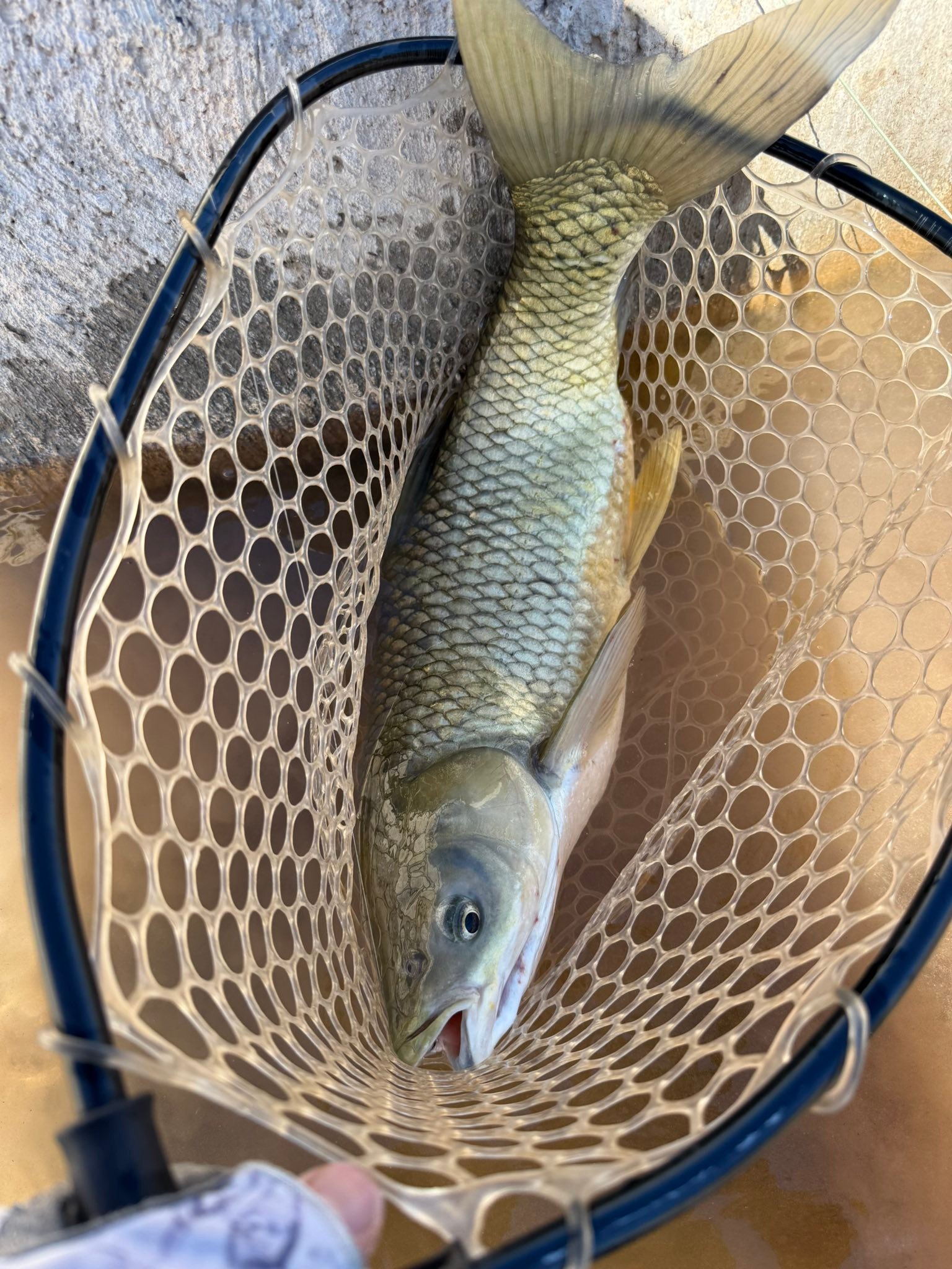 ciara fish net DIAMANTE TANK Captain And Crew Share Why