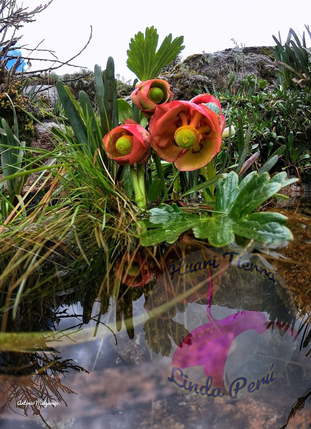 LA FLOR SAGRADA DE LOS ANDES 🌹🌺í... - Huari Tierra Linda Perú