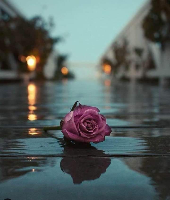 عطر الحياة إياك و طلب اللجوء إلى قلب أحد كن مستعمرا فيسبوك