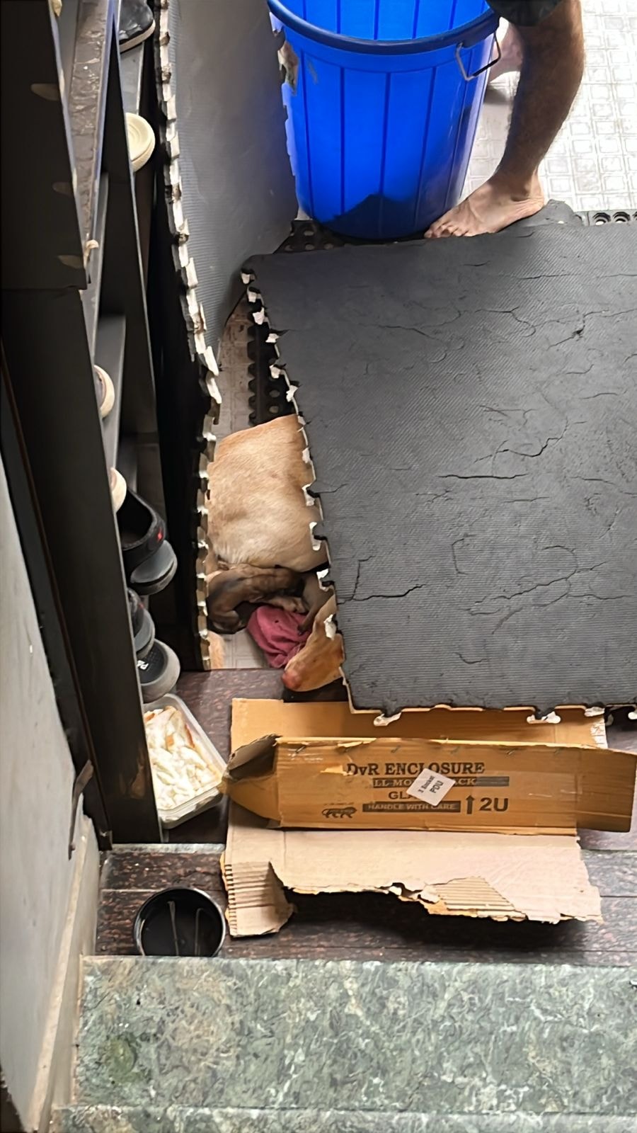 Lost Strays And Feeders Reunited - MUMBAI | 🚨 Urgent Help Needed ...