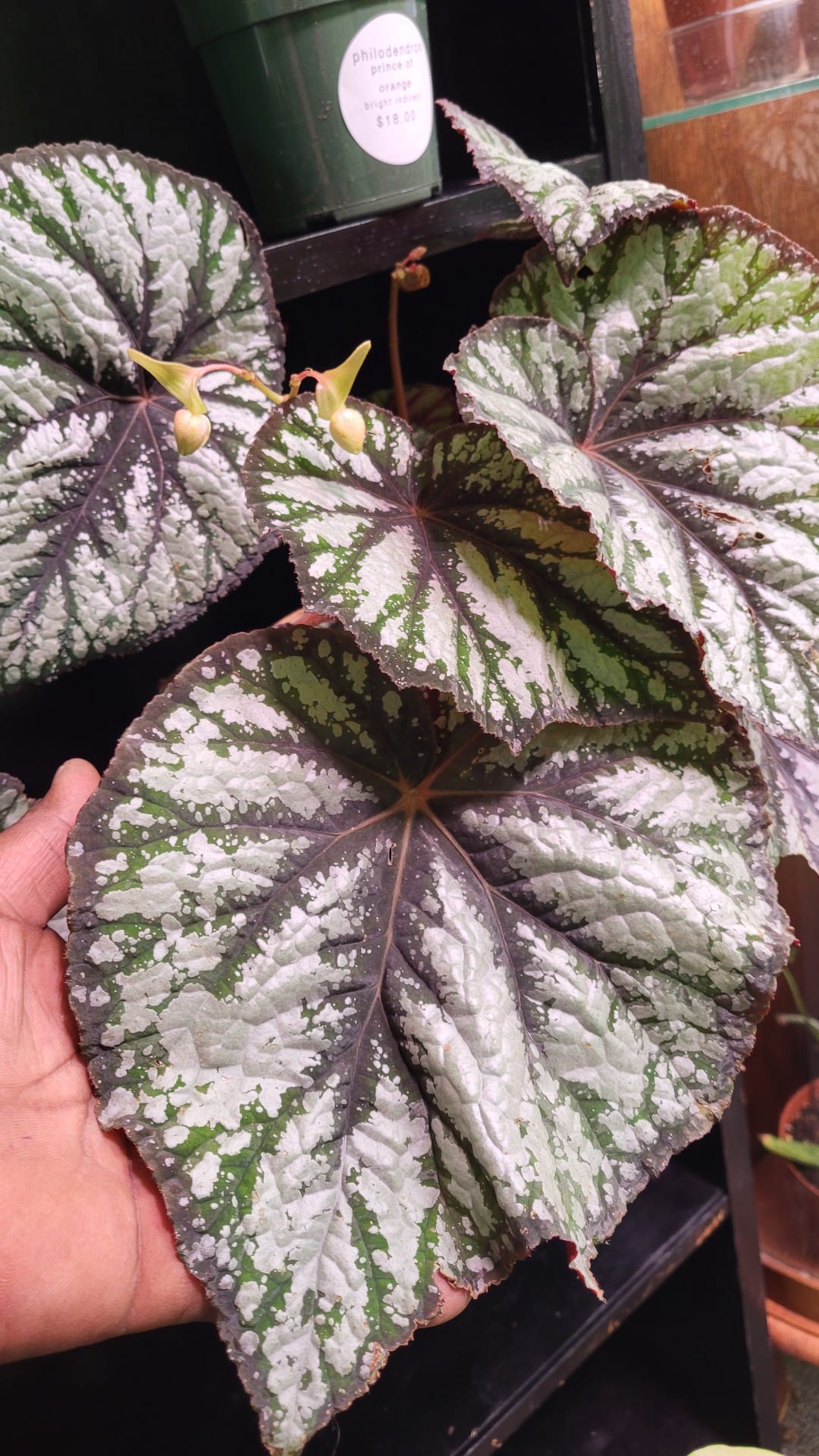 The Java Jungle - Good afternoon plant family!!! New...