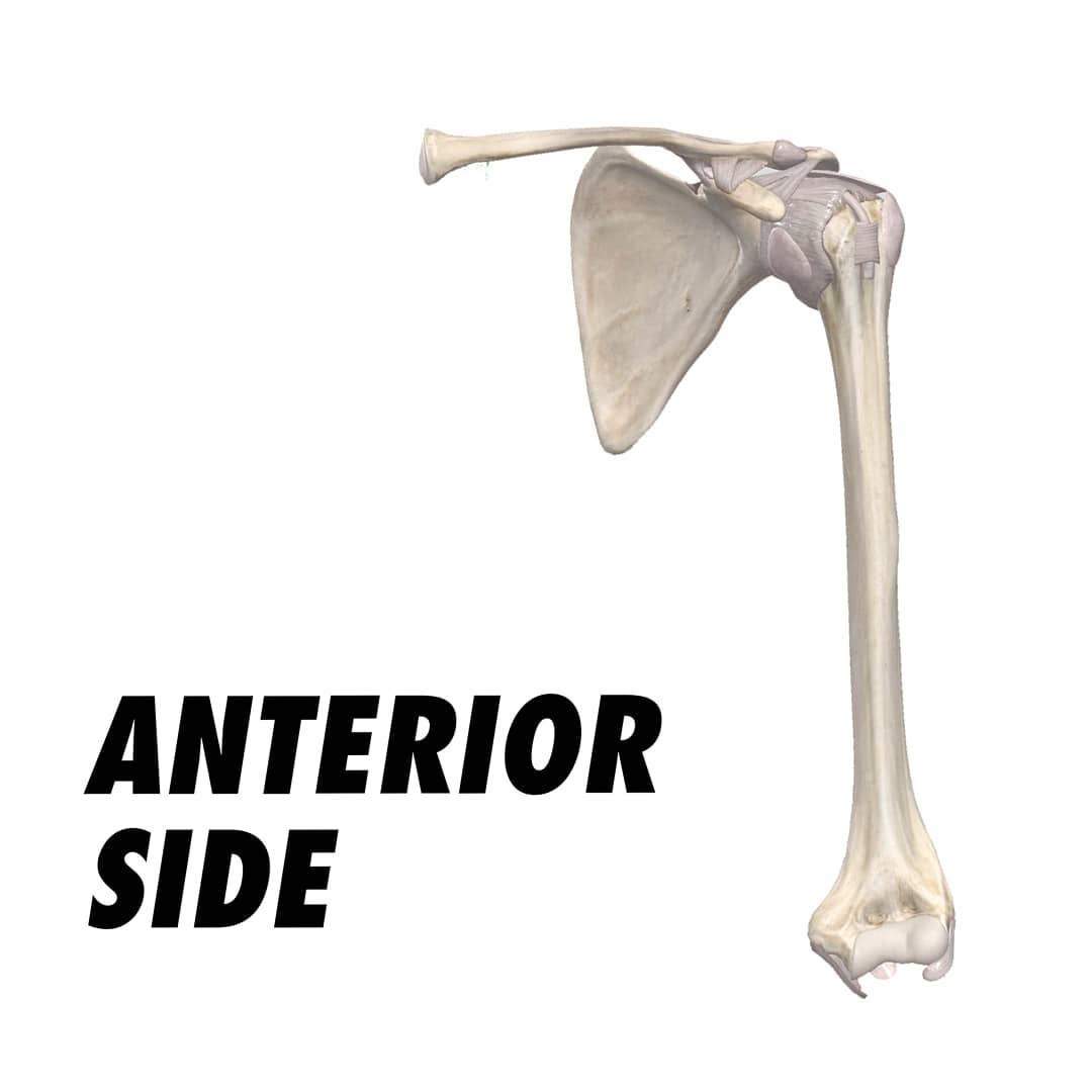 Inno Therapy - 🛡️ SHOULDER LIGAMENTS 🛡️ 🔘There are many...