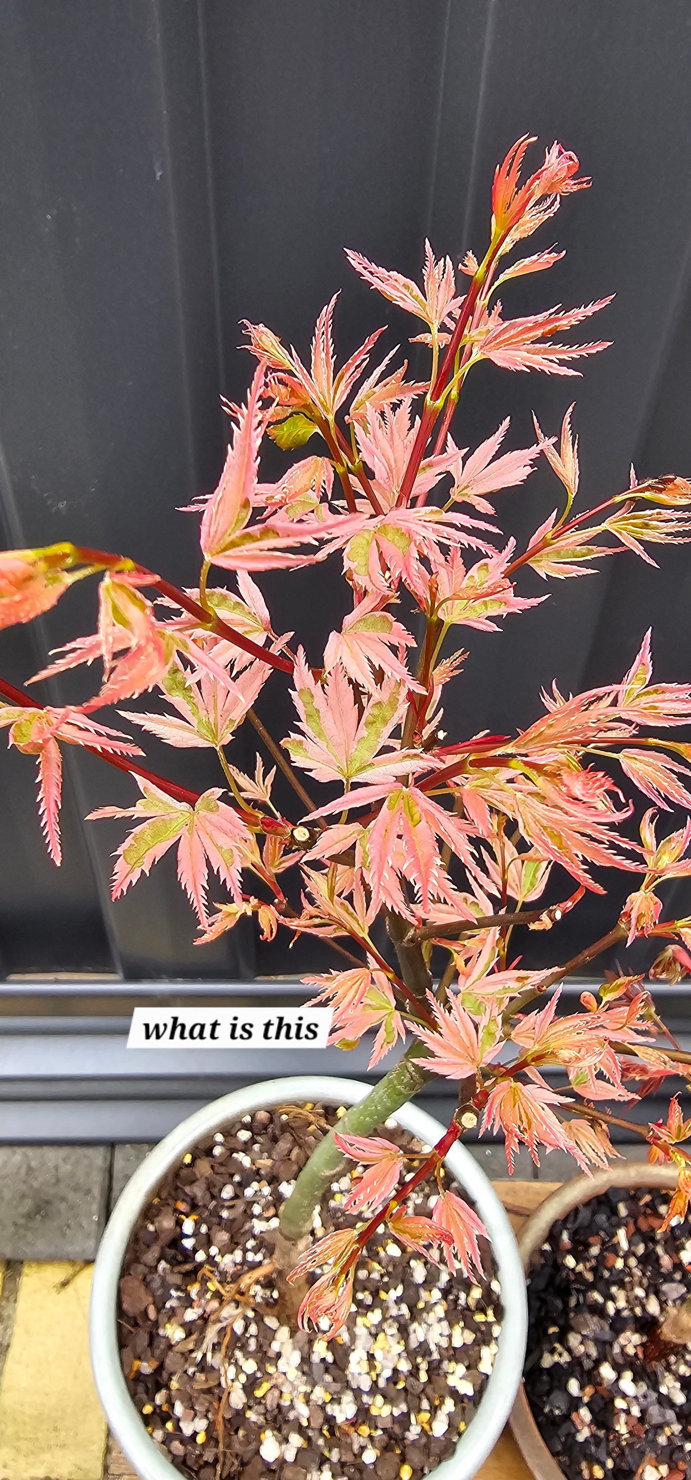 Identify japanese maple cultivar?