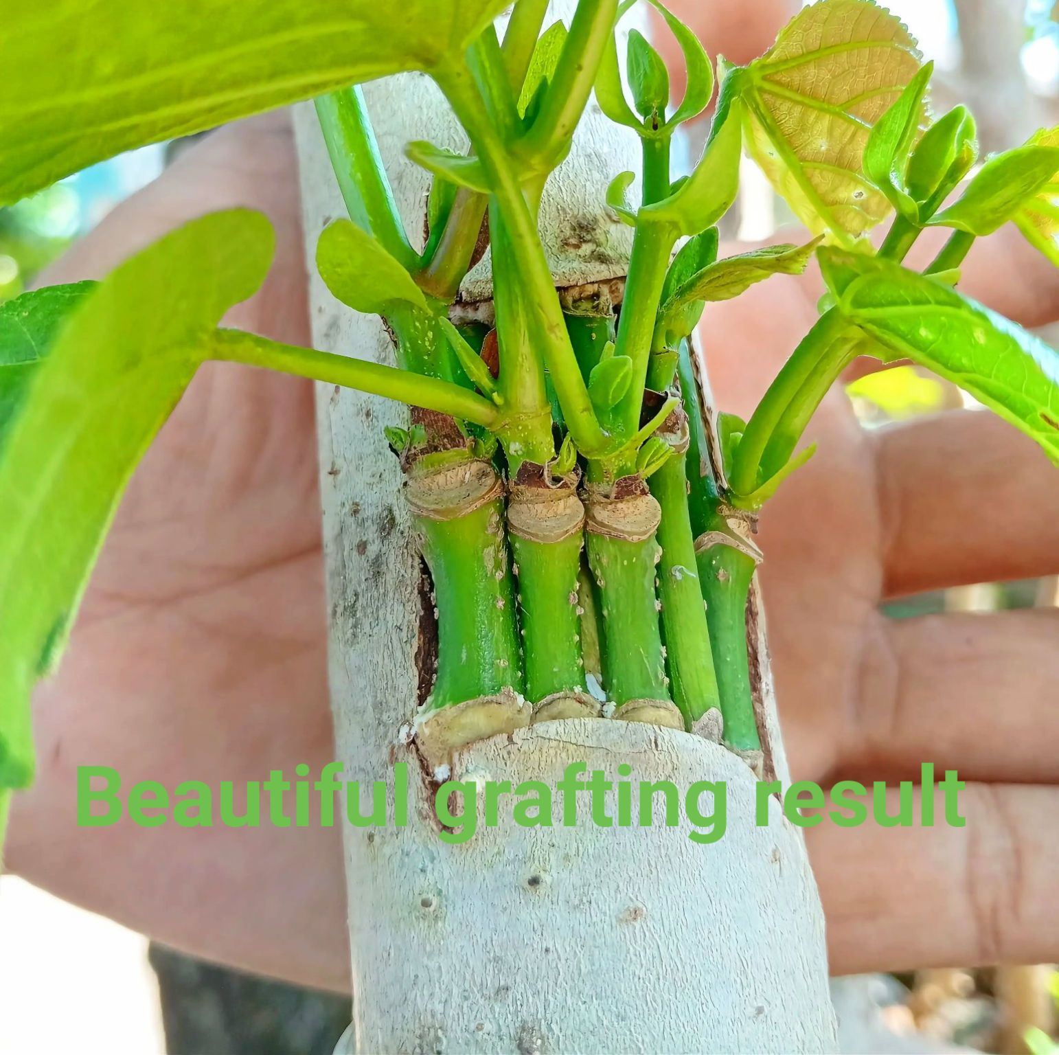 Unique grafting 1 cut precision #grafting #gardening #diygarden # ...