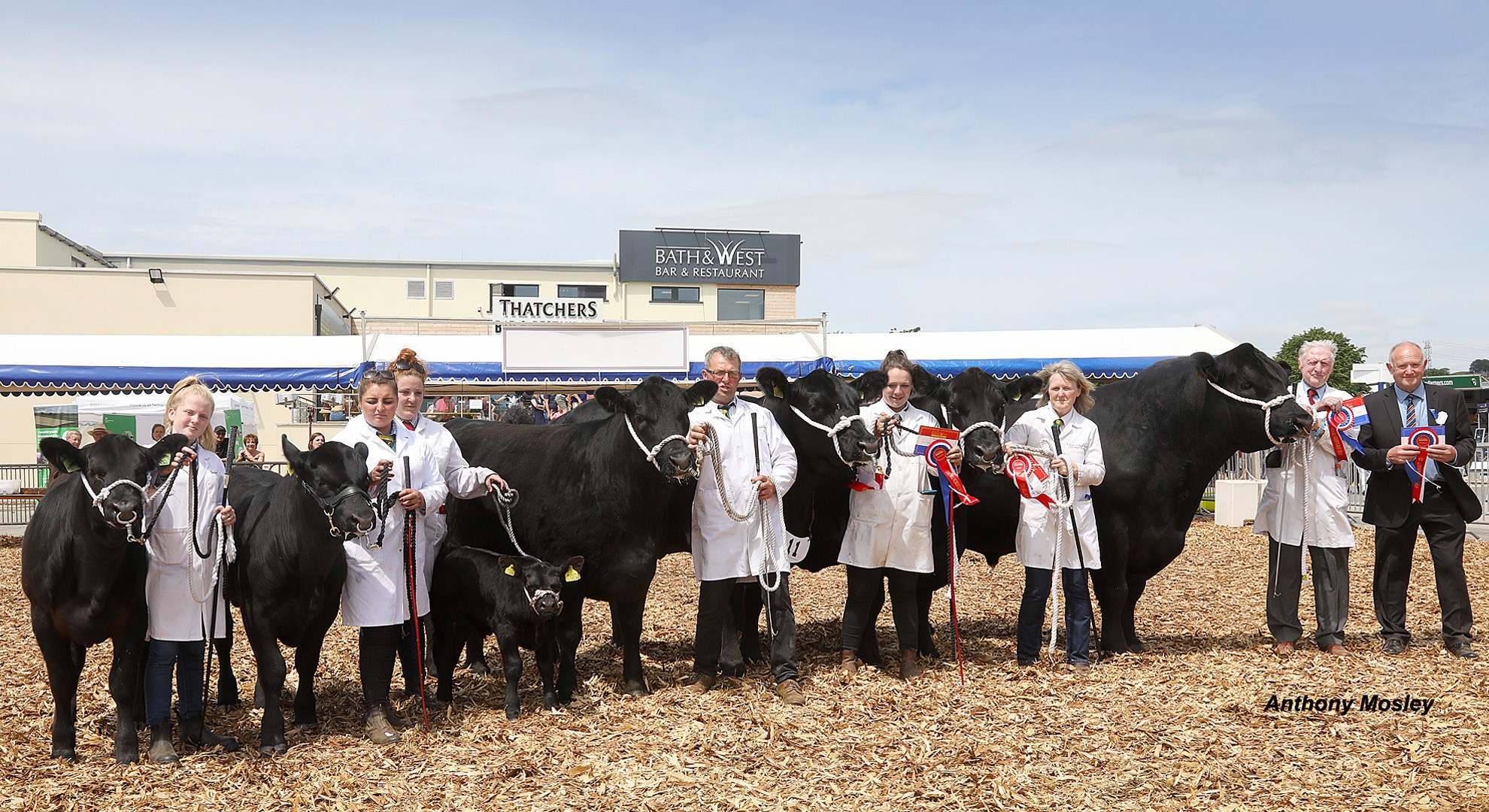The Anguses had a great... - Aberdeen-Angus Cattle Society | Facebook