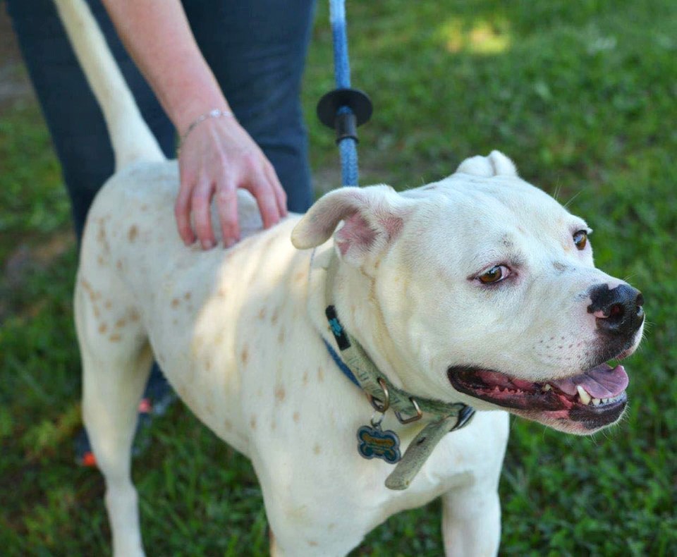 Atlanta Boxer Rescue | Stone Mountain GA