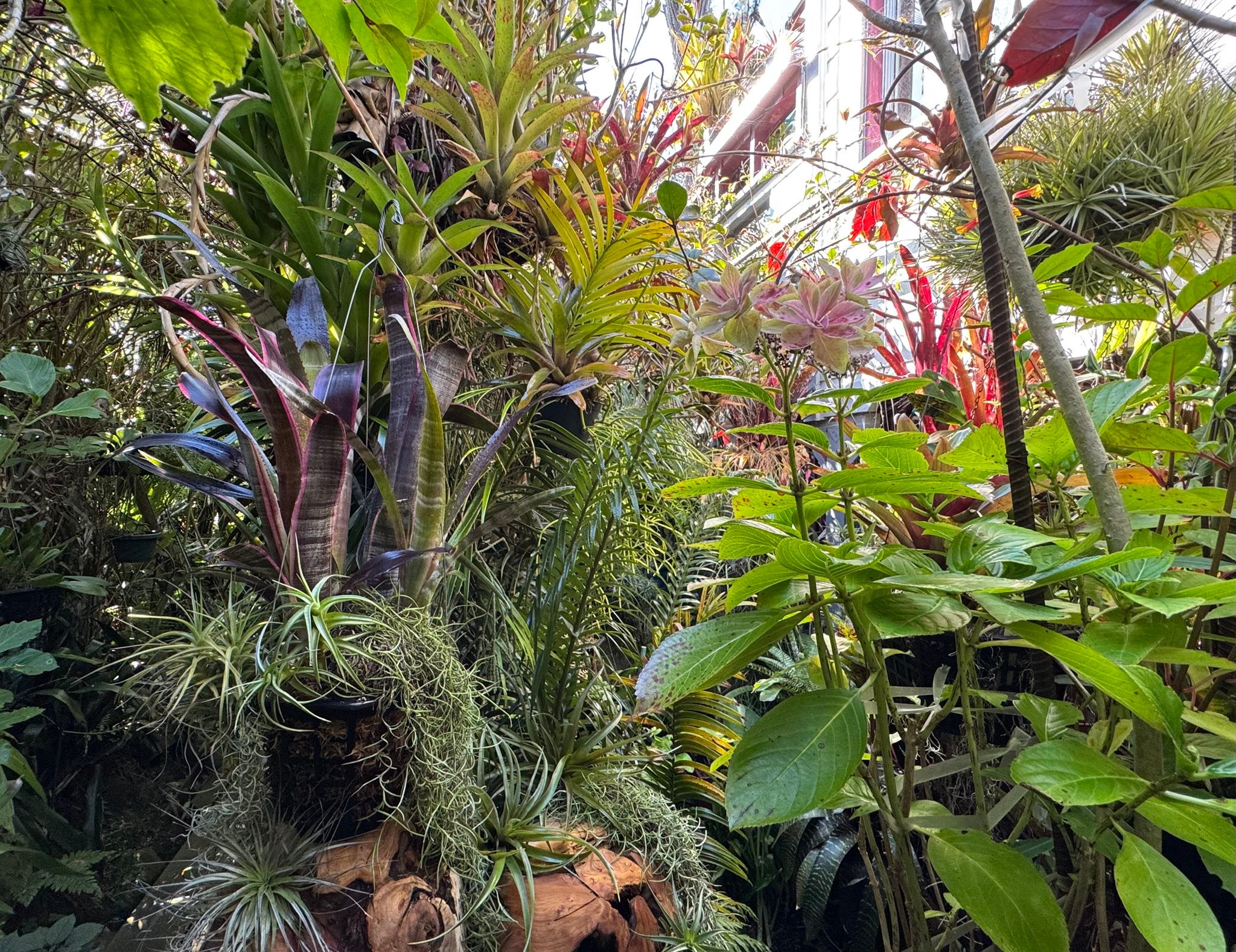 Billbergia 'Ralph Graham French' bromeliad in San Francisco garden