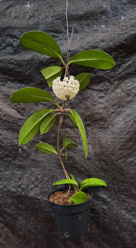 Hoya monetteae