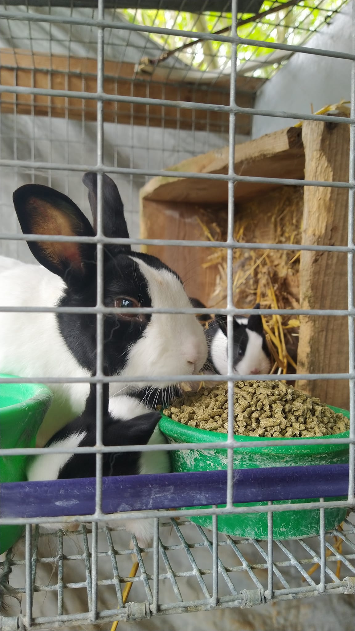 Doug & Daughters Dutch Rabbitry