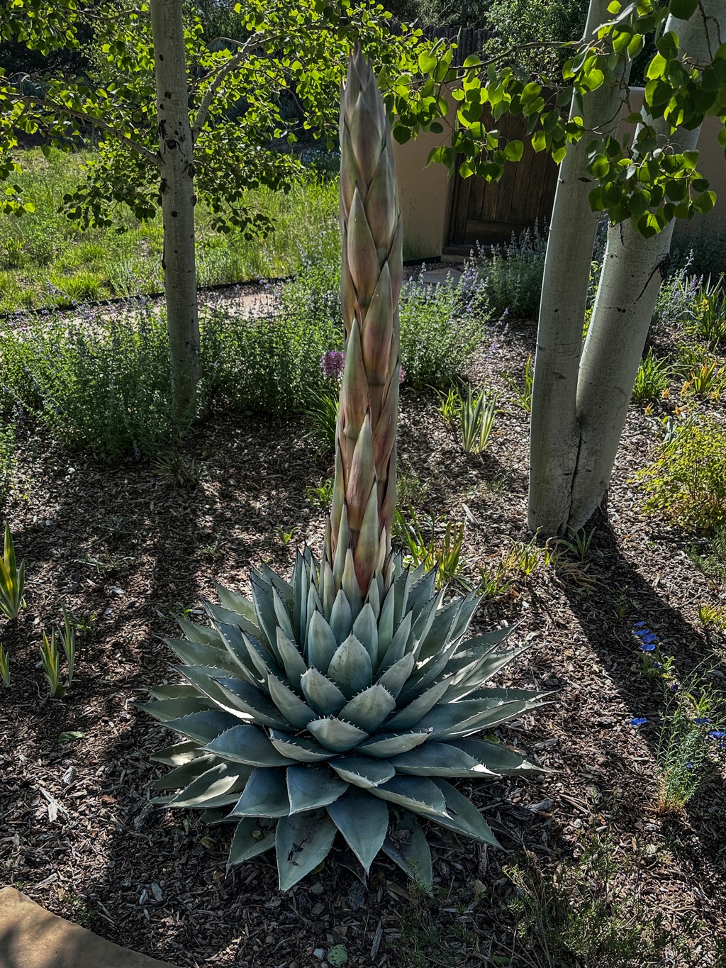 Agave variety identification in Z7B Bayside, NY