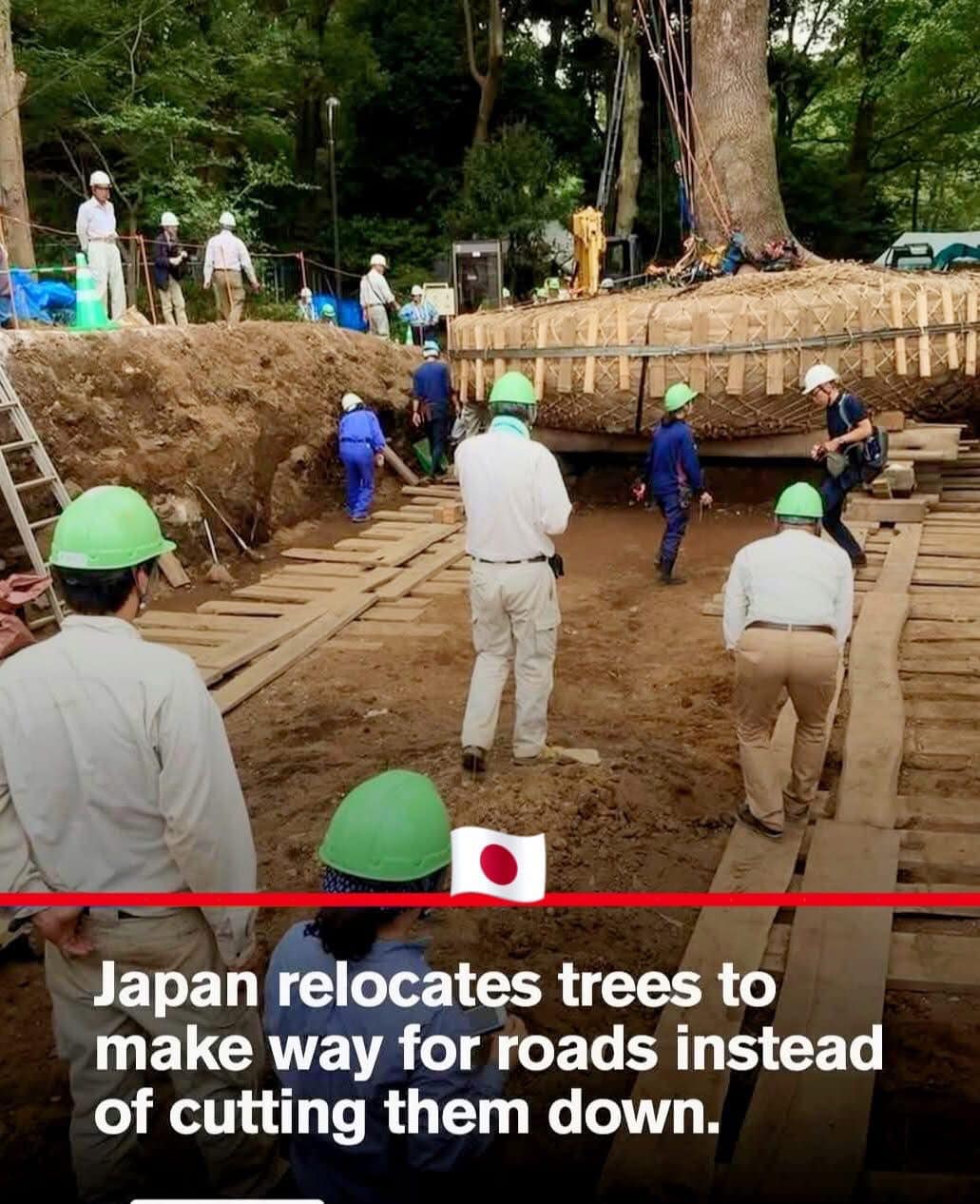 Airen - In Japan, trees are treated with deep respect—even when roads ...