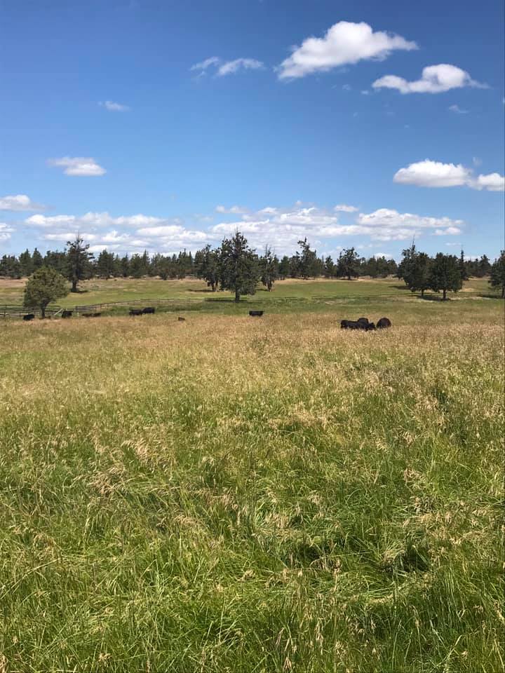 Keystone Cattle & Performance Horses - Keystone Ranch in Redmond, OR is ...