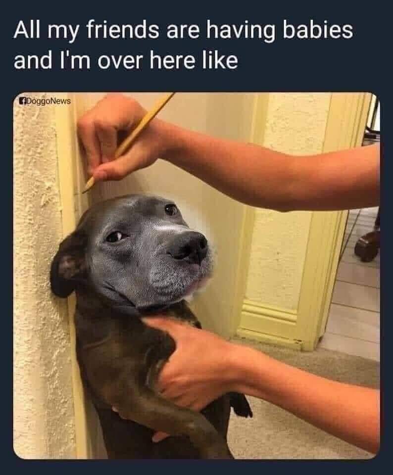 Monday Memes Cause Who Doesn T Like Freedom Dog Rescue Facebook
