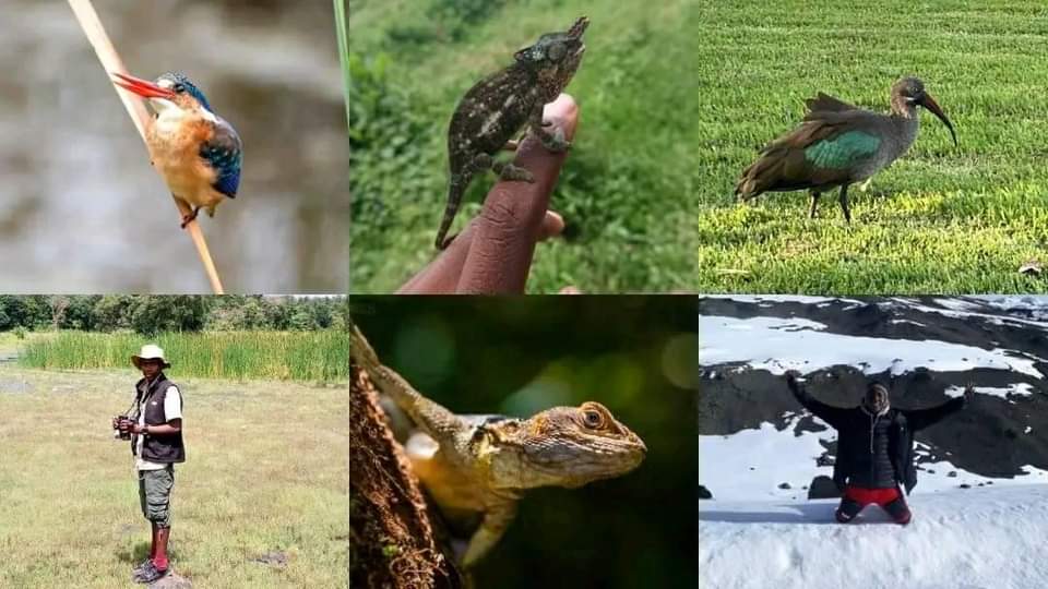 Macmillan Kiwesa Kiwesa